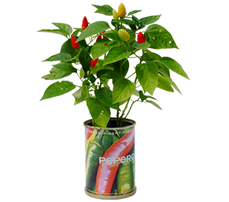Flowers in a Can | Flower in a Can | iGreen Gadgets | iGreen Gadget
